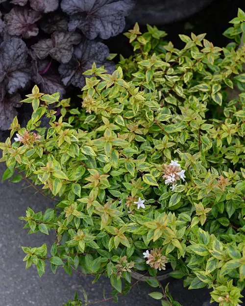 How to Grow Kaleidoscope abelia