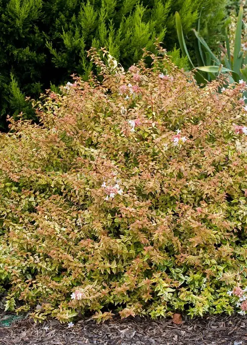 Kaleidoscope abelia Plant Information