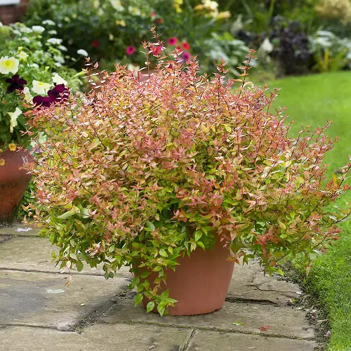 Growing Kaleidoscope abelia in Pots