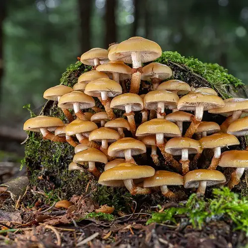 Names of Common Mushrooms