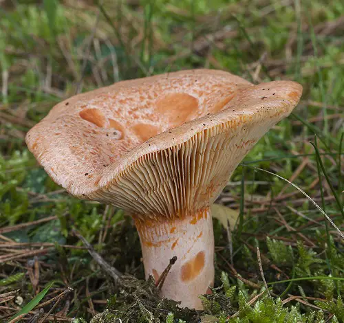 Common Mushroom Names with an image