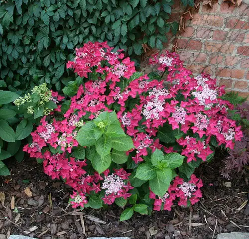 Amazing Uncommon Hydrangea Varieties 11