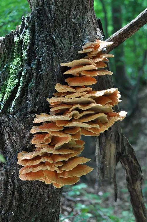 best Common Mushroom Names 1