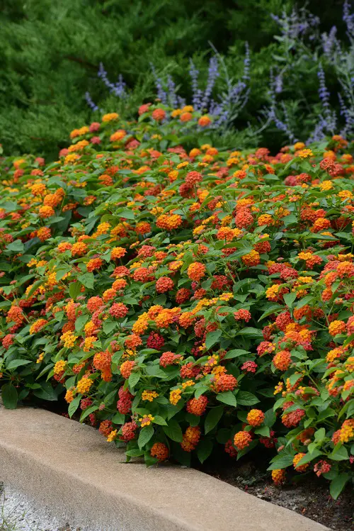 Lovely Lantana as Ideas for Ground Cover