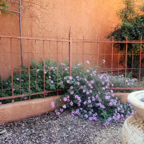 Lovely Lantana Ground Cover Inspirations