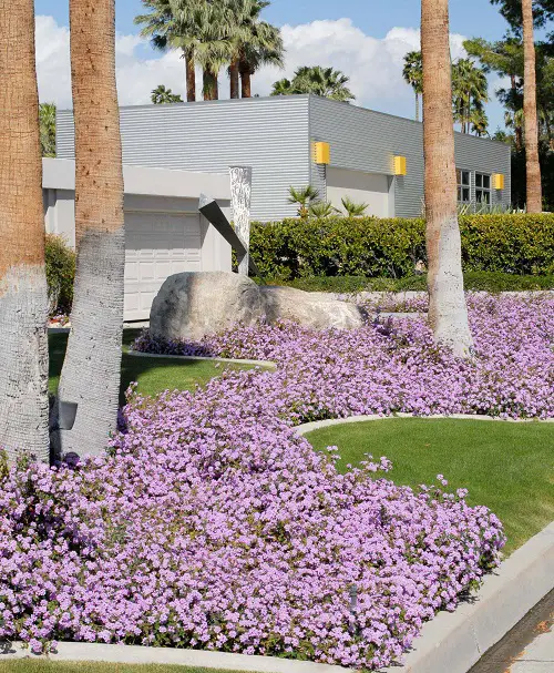 Beautiful Fast Growing Ground Cover Plants 8