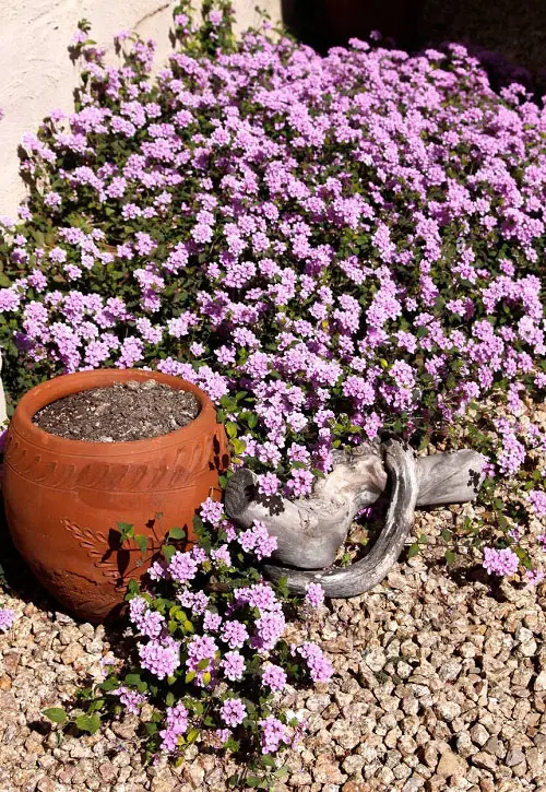 beautiful Lantana as Ideas for Ground Cover