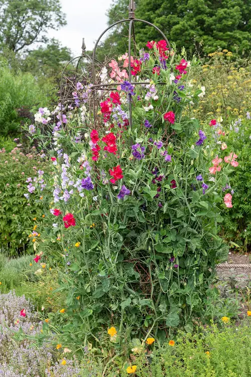 Most Fragrant Climbers for Walls in the Garden