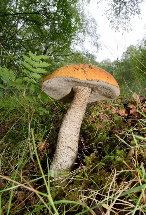 Common Mushroom Names with an Illustration
