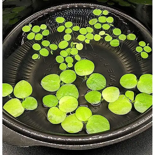 top best Plants Resembling Lily Pads 