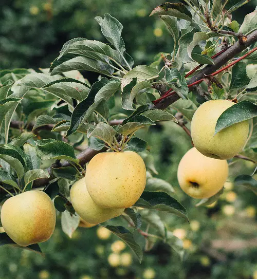 Yellow Apple Varieties For Garden