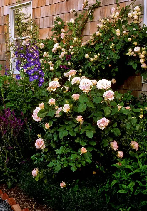 Most Beautiful Long Stem Roses for the Garden