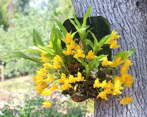 Sweet Scented Lycaste amazing Types of Yellow Orchid Varieties