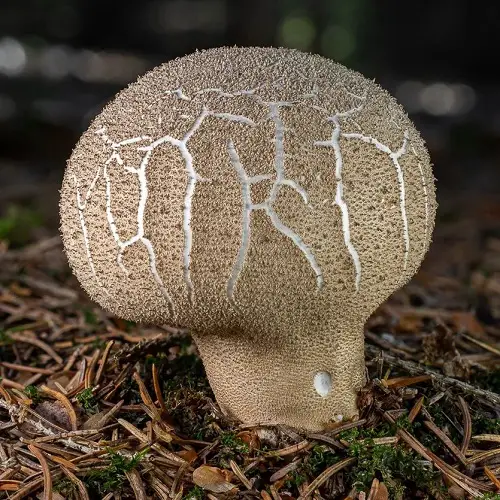 Common Mushroom Names with an Illustration
