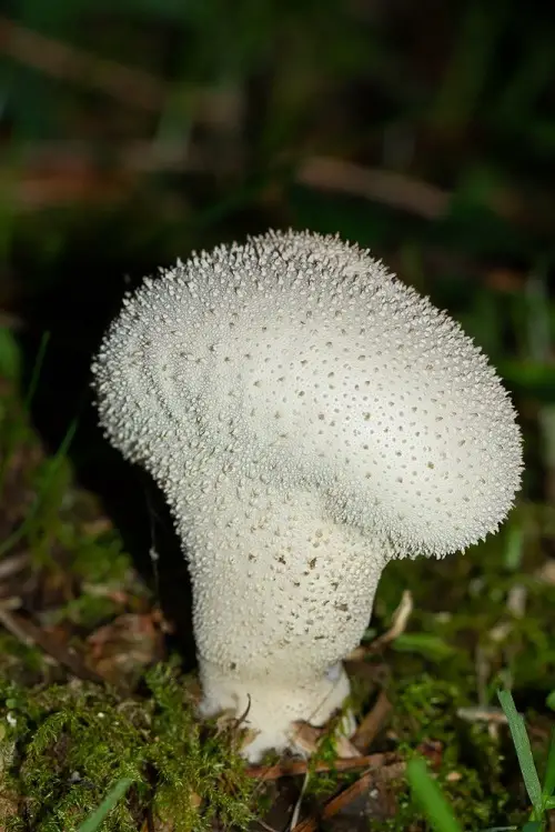 Common Mushroom Names 