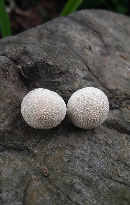 Names of Common Mushrooms