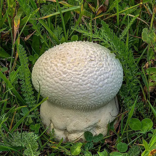 best Common Mushroom Names