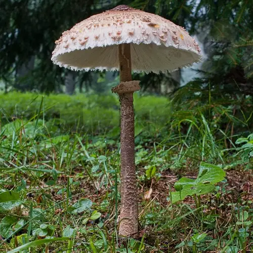 Common Mushroom Names