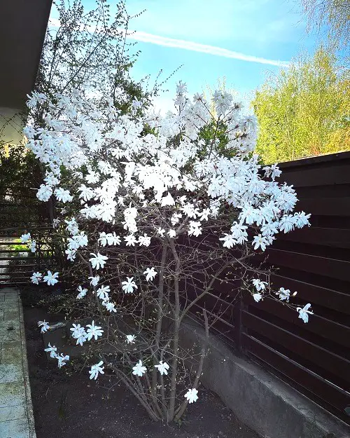 Requirements for Growing Magnolia Alba