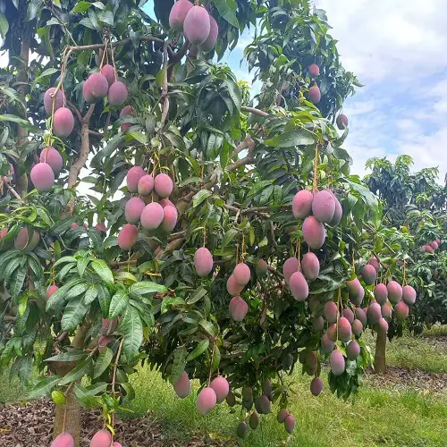 sweet Fruits With The Beginning Of The Letter F