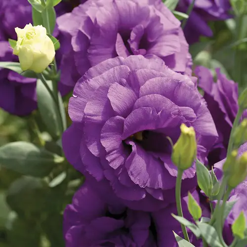 Beautiful Lisianthus Varieties 19