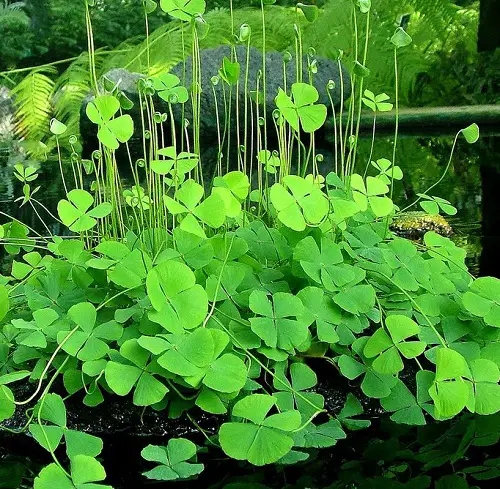 amazing Plants Resembling Lily Pads 