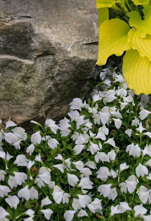best Beautiful Ground Covers with White Flowers