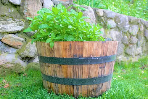 Herb Plants for Barrels