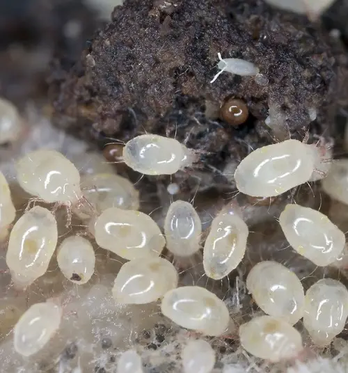 tiny White bug on Dust-Looking Plants