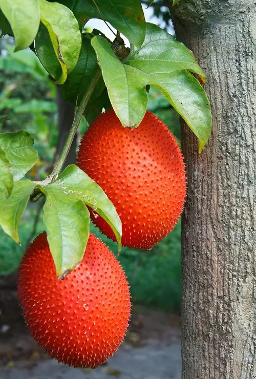 Fruits with stink and Smell