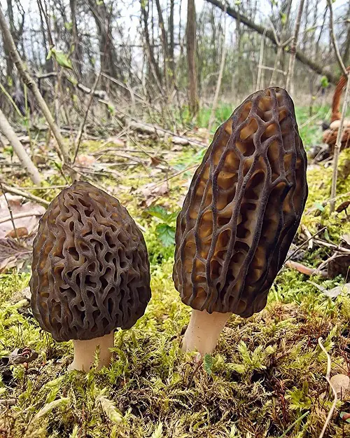 Names of Common Mushrooms with an image