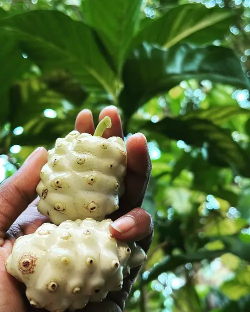 Fruits with Odour and Smell