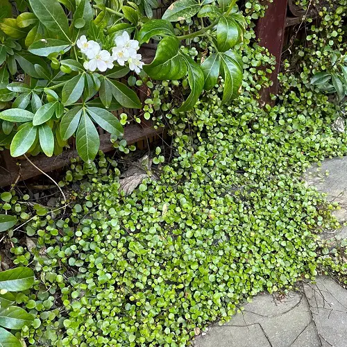 Gorgeous Ground Cover Plants with Quick Growth