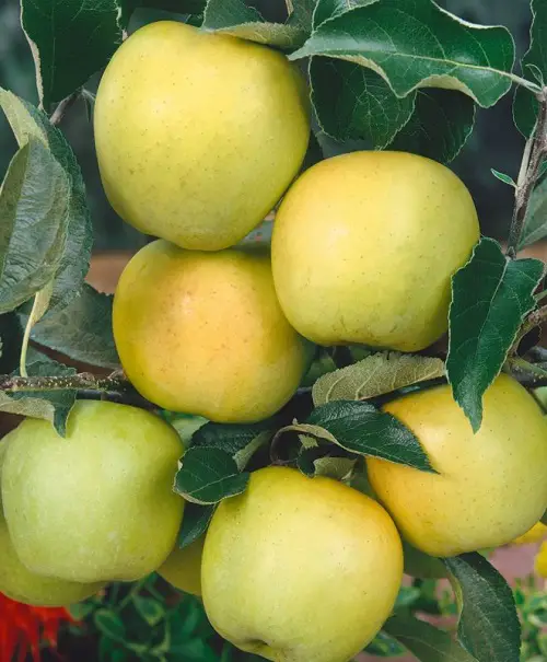 Garden Varieties of Yellow Apples 