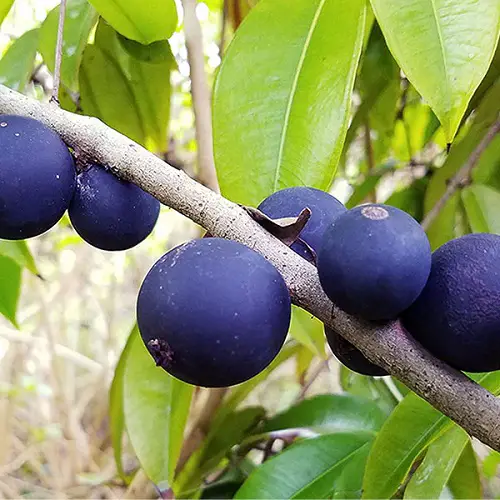 best Fruits With Letter F
