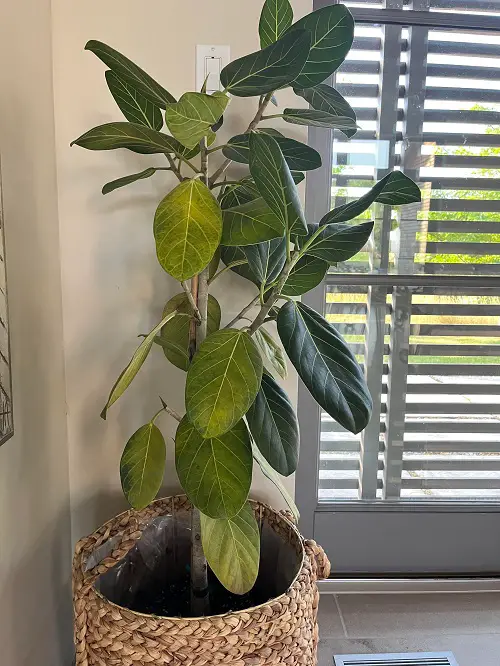 Rubber Plant Leaves Curling 78