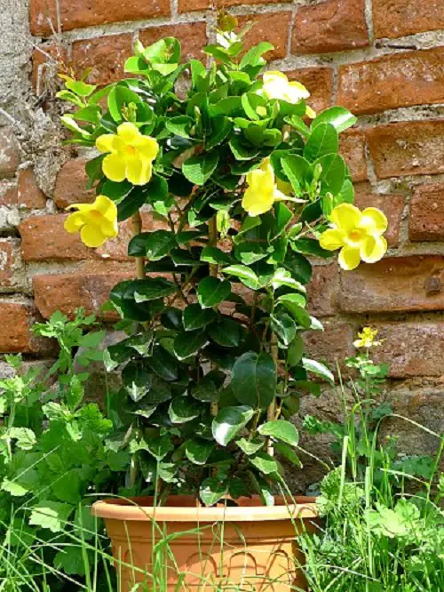 Stunning Dipladenia Varieties in garden