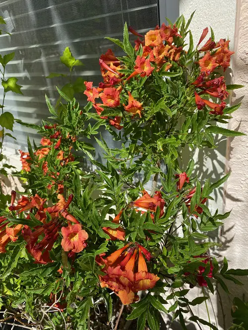 Esperanza Varieties You Must Grow