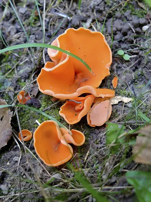 Common Mushroom Names 