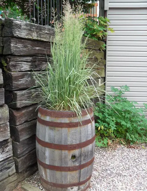 Top Best Non-Flowering Plants for Barrels