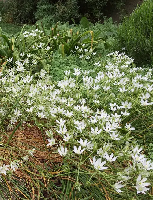Garden's Most Scented Wall Climbers 