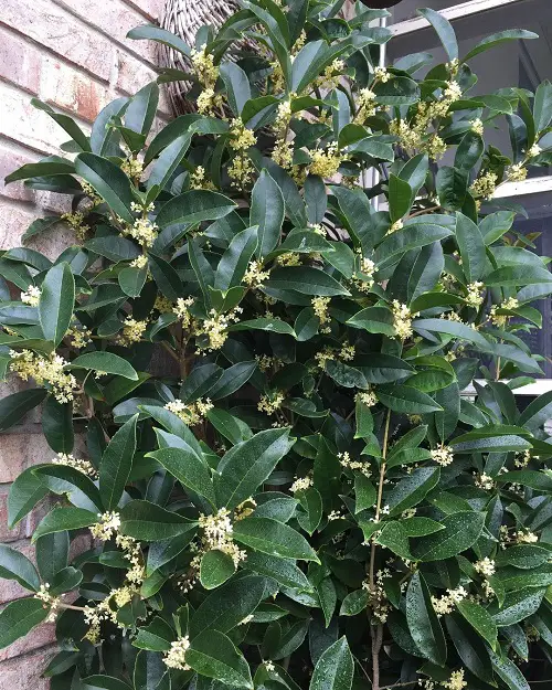 Greatest Asian Blossoms for Gardening