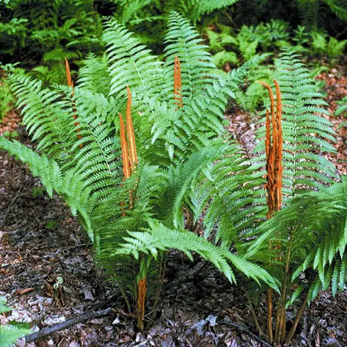 Beautiful Perennial Ferns to grow