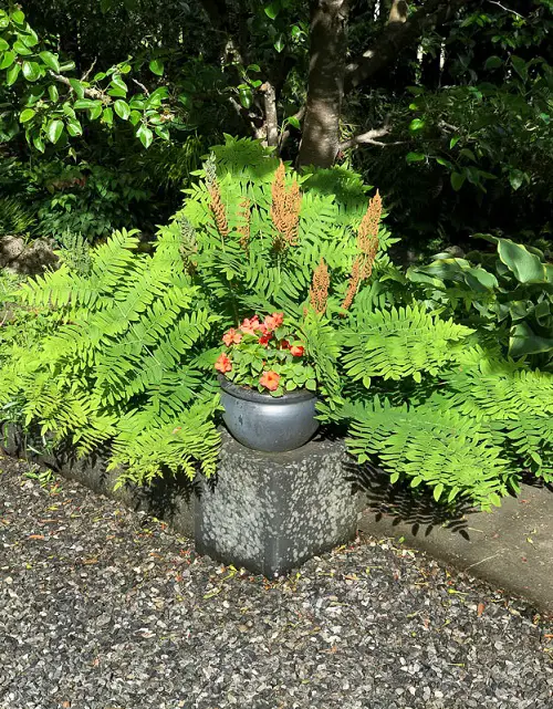 Beautiful Perennial Ferns to grow in garden 9