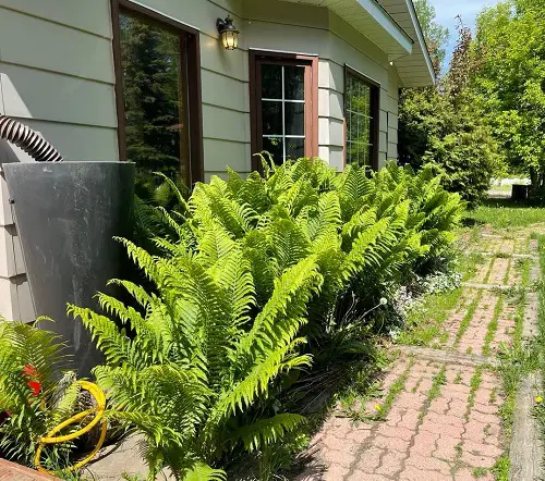 Beautiful Perennial Ferns for home
