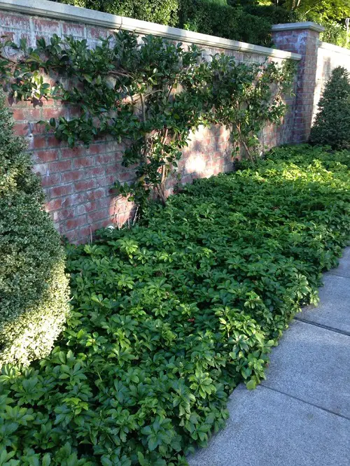 Gorgeous Ground Cover Plants with Quick Growth