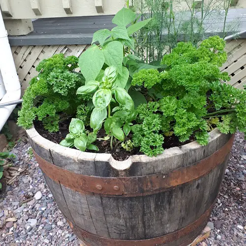 amazing Herb Plants for Barrels