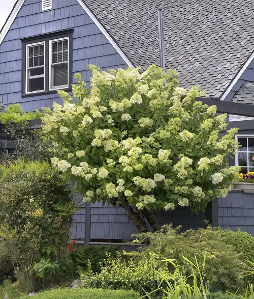 Uncommon Hydrangea Varieties in garden 6
