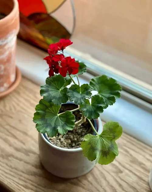 flowering Plants that Don’t like Eggshells 4