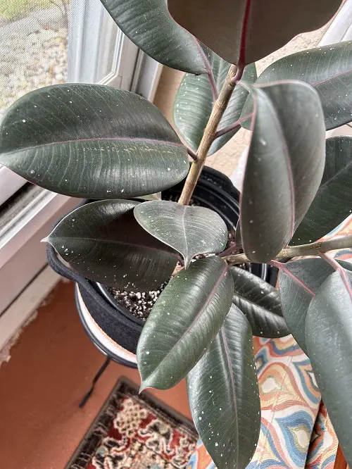 Rubber Plant Leaves Curling and Falling Off